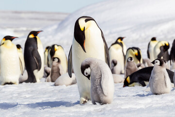 Poster - Antarctica Snow Hill. An emperor penguin chick bows its head after begging for food from an adult.