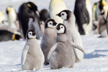 Poster - Antarctica Snow Hill. A group of emperor penguin chicks huddle together while flapping their wings.