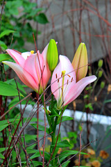 Wall Mural - bright beautiful summer lilies in the botanical garden