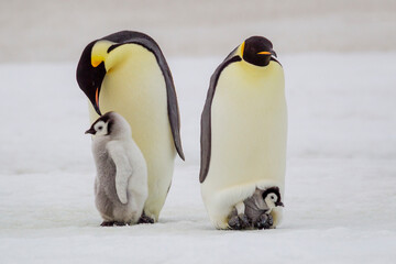 Canvas Print - Antarctica Snow Hill. A very small chick sits on its parent's feet next to an older chick standing with its parent.