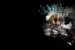 © ADDICTIVE STOCK - Amazing unusual wild Blenny fish with transparent crown on head at depth among sea water in dark
