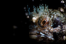 Amazing Unusual Wild Blenny Fish With Transparent Crown On Head At Depth Among Sea Water In Dark