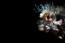 Amazing Unusual Wild Blenny Fish With Transparent Crown On Head At Depth Among Sea Water In Dark