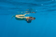 © ADDICTIVE STOCK - olive seas Snake eating fish in water
