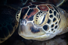 Head Of Sea Turtle In Water