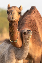India Gujarat Great Rann Of Kutch Bhuj Dromedary Camels. Portrait Of A Baby Dromedary Camel With Its Mother.