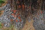 Fototapeta  - Szorstk apowierzchnia pnia drzewa z owadami