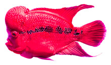 Flower Horn Fish Cichlid Isolated On White Background