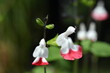 Nahaufnahme von Johannisbeer-Salbei-Blüten
