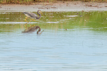 Wall Mural - A wild Blue Heron wades in the shallow water at the marine and bird wildlife sanctuary along the shores of the coastal park where they nest and feed while traveling along migration routes