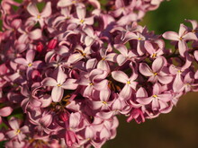Closeup Shot Of A Pink Lilac Under Sunshine - Perfect For Background