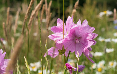 Wall Mural - Meadow with pink vervain mallow, photographed in Gunnersbury, Chiswick, west London, UK. 
