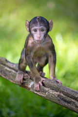 Wall Mural - barbary macaque (macaca sylvanus) close up