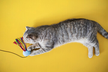 Wall Mural - Funny Cat Playing With Toy, Grey Cat, Domestic Animal On Yellow Background.