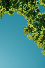 Green Maple Leaves On A Blue Background. Tree Branches With Leaves And Blue Sky. Summer. Day.