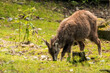 The Chinese goral (Naemorhedus griseus), also known as the grey long-tailed goral, is a species of goral, a small goat-like ungulate, native to mountainous regions of Myanmar, China, India, Thailand.