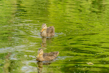 Wall Mural - Dos patos marrones nadando en un lago 