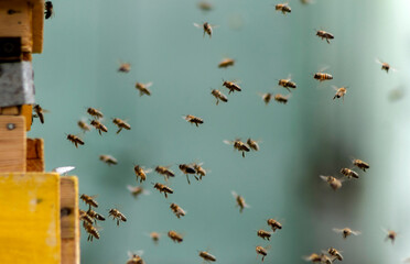 Wall Mural - bees flying in the air