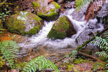 Wall Mural - Stones in the creek in the Rainforet Gallery - Warburton, Victoria, Australia