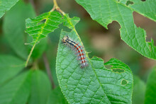 Gypsy Moth Caterpillar Close-up. The Caterpillar Eats The Foliage. Macro.