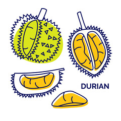 Collection of durian fruits isolated on white background. Durian icons set. Vector hand drawn exotic fruit. Whole and half, slices of fresh tropical fruit for exotic restaurant food party. Vector illu