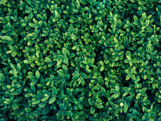 Background of fresh green leaves.