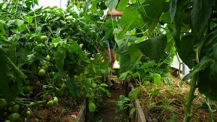 Poster - Greenhouse with vegetables on an organic farm