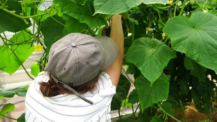 Poster - Woman farmer picking cucumbers in greenhouse on organic farm