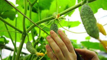 Poster - Woman farmer picking cucumbers in greenhouse on organic farm
