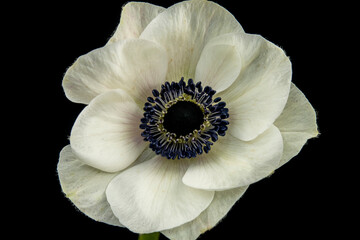 Wall Mural - Close up of a flower of Anemone coronaria cv.