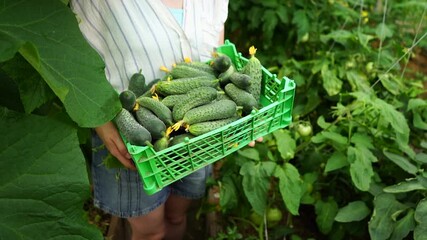 Poster - Woman farmer with box of ripe cucumbers in greenhouse at organic farm