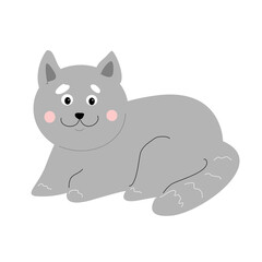  Gray fluffy domestic cat on a white background.