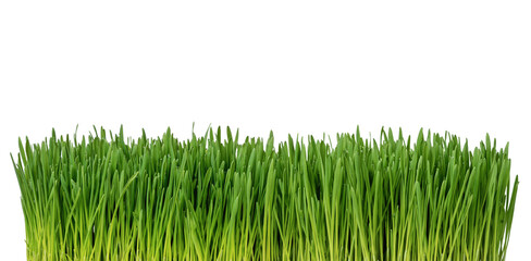 Wall Mural - close up of fresh grass isolated on white background