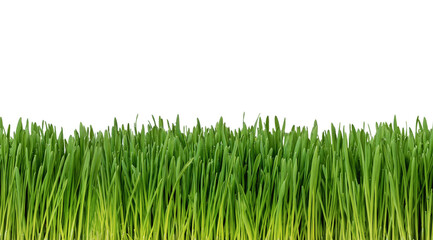 Wall Mural - easy to extend, seamless, fresh grass isolated on white background