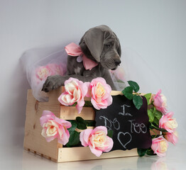 Wall Mural - Wedding day purebred puppy with wrinkles