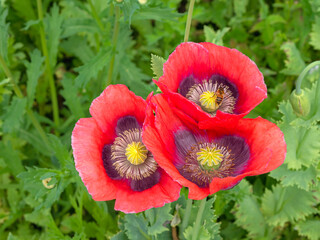 Wall Mural - Three red poppy flowers seen from above