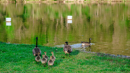 Gaggle of geese with baby goslings in Arkansas