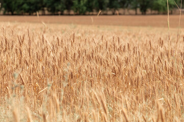 endless fields with golden ears of ripe cereals