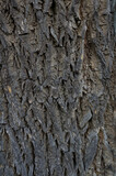 Fototapeta  - Szorstka powierzchnia kory pnia drzewa z bliska