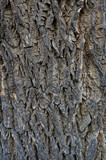 Fototapeta  - Szorstka powierzchnia kory pnia drzewa z bliska