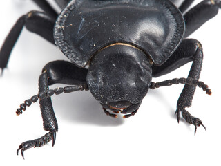 black beetle. morica planata.
