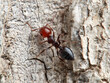 Crematogaster scutellaris. Mediterranean Acrobat Ant
