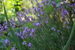 Lavendel Lavendelblüten