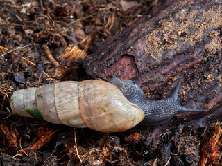 Decollate Snail. Rumina decollata.