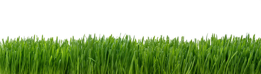 Wall Mural - panoramic view of fresh grass isolated on white background