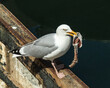 Herring Gull with remains of dead fish in its beak.