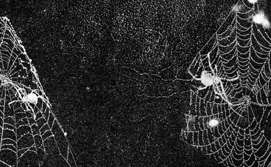 Wall Mural - Spiders in the cobweb on black grunge background. Halloween party design.	