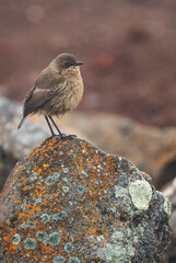 Moorland Chat - Pinarochroa sordida, small brown perching bird from African hills and mountains, Bale mountains, Ethiopia.