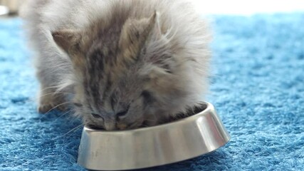 Wall Mural - Cute Persian Kitten Eating Cat Food