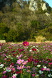 © R+R - Bergkette und Blumenwiese in der Provinz Saraburi, Thailand
